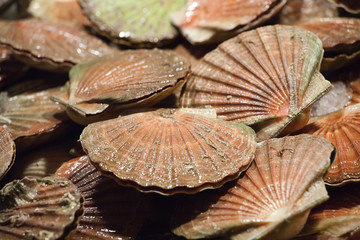scallop shells