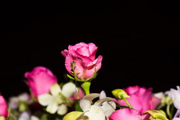 beauty of rose