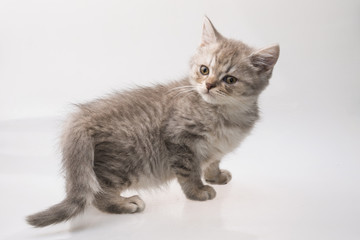 Scottish fold cat