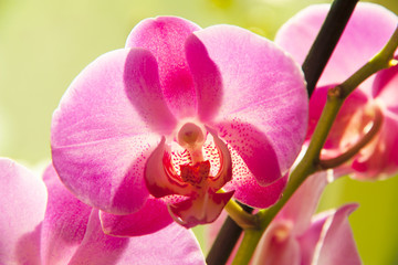 Orchid