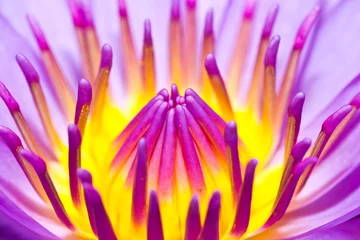 Photo sur Plexiglas fleur de lotus Fleur de lotus en gros plan dans le jardin