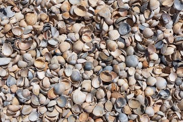 Natural background showing detail of sea shell beach