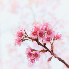 Pink cherry blossom sakura