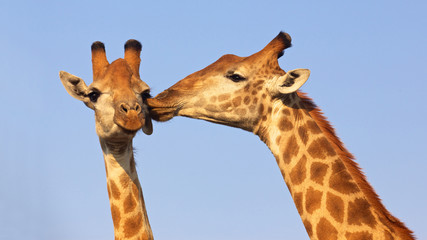 Kissing Giraffes - obrazy, fototapety, plakaty