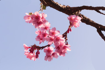 Pink cherry blossom sakura