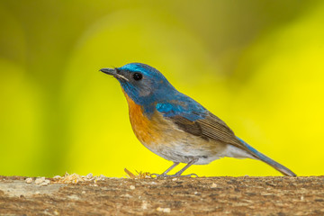 Deep blue of Chinese Blue Flycatcher in nature