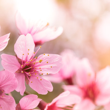 Pink cherry blossom sakura