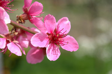 Blooming peach tree in spring with pink flowers