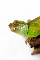 Agama