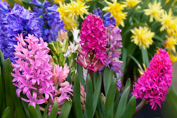 Group of hyacinths and narcissus.