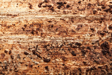 Close up of a rough tree trunk