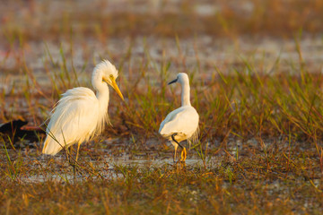 Intermediate Egret walking with morning light