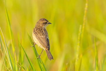 Female Pied Bushchat (Saxicola caprata ) in nature
