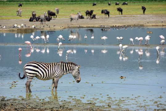 Fototapeta Ngorongoro