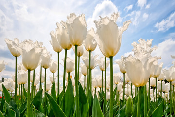 A group of white tulips against the sky.