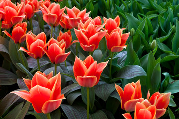 Group of red tulips in the park.