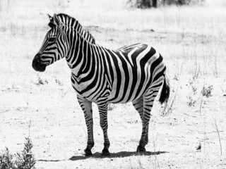 Fototapeta na wymiar Piękna zebra