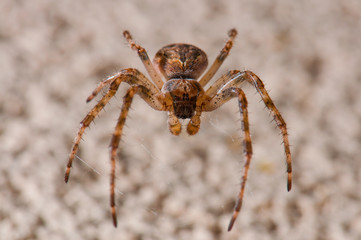Brown spider