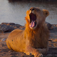 Fototapeta na wymiar Yawning lion