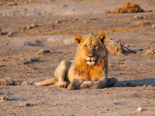 Lion having a rest