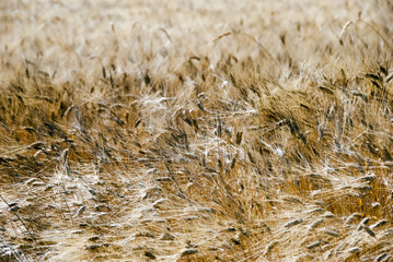 wheat field