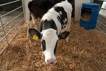 Healthy livestock