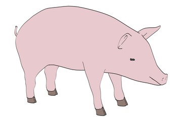 cartoon image of pig animal