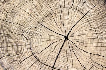 wood texture cut tree trunk