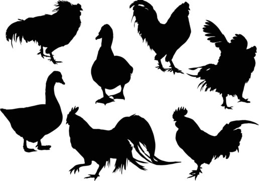 group of seven isolated farm bird silhouettes