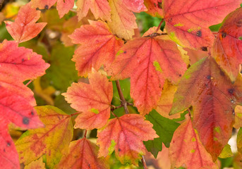 Naklejka na ściany i meble foglie in autunno
