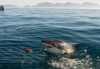 Fototapeta premium Great White Shark (Carcharodon carcharias) attack 
