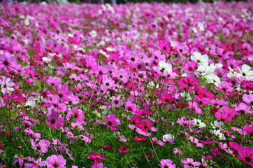 Obraz na płótnie Canvas Cosmos Flowers Field at Countryside Nakornratchasrima Thailand