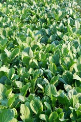 Chinese Kale fresh and good for health