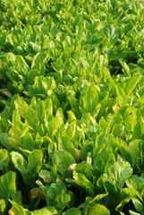Leaf mustard/ Indian mustard fresh and good for health