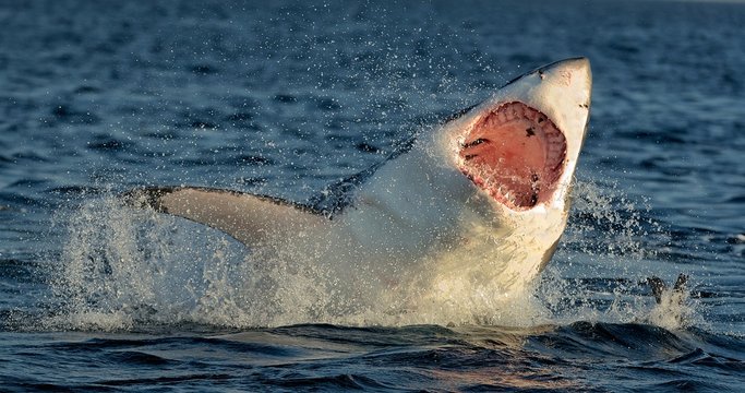 Great White Shark (Carcharodon carcharias) breaching 