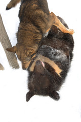 Black bear in the winter does not sleep