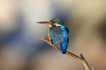カワセミ