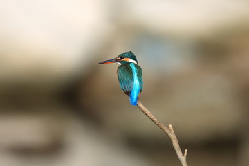 カワセミ