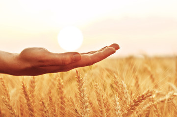 Hand holding the sun at wheat field sunset