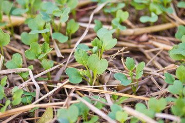 Vegetable growing in a home garden