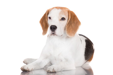 beautiful beagle dog lying down