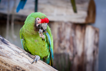 Perroquet ara militaire © PicsArt