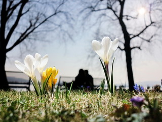 crocus spring