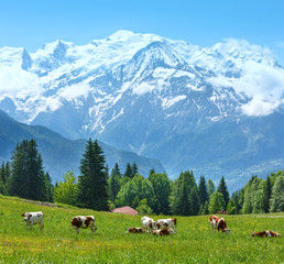 Fototapeta na wymiar Stado krów na polanie i masyw górski Mont Blanc widoku