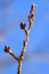 桜のつぼみ