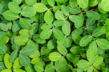 Fresh green leaves, top view
