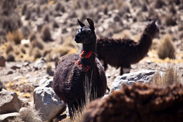 lama, alpaca