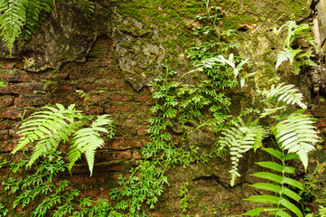 Green Plants on old wall