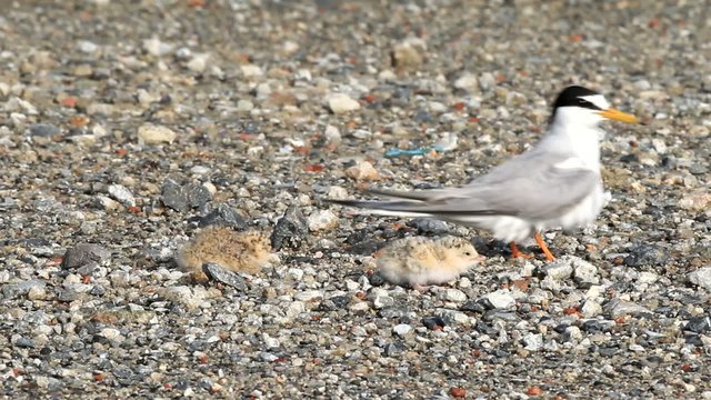 Little Tern (Sternula albifrons) parent and children in Japan