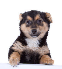 Cute puppy